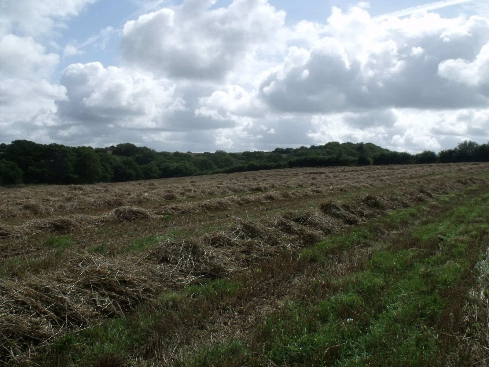 Corn field after harvest 2012 3